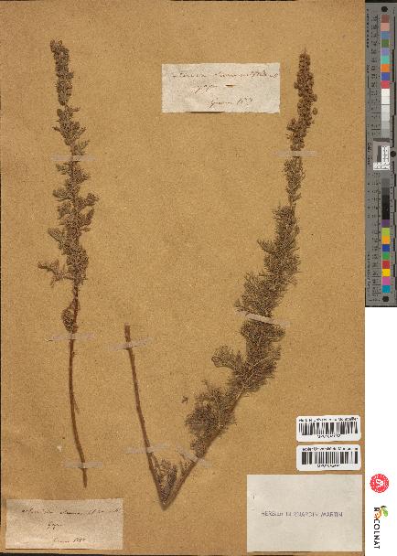 spécimen de Artemisia chamaemelifolia