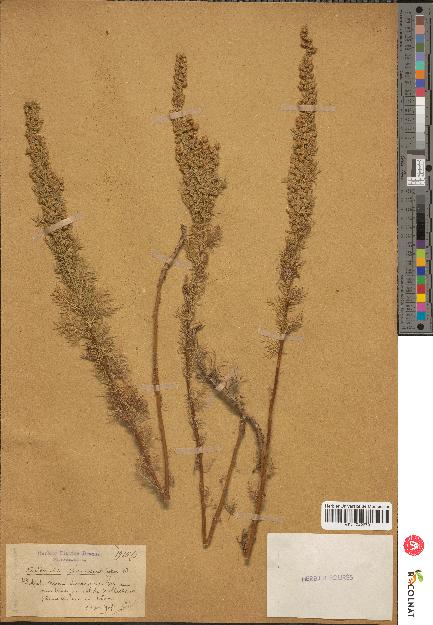 spécimen de Artemisia chamaemelifolia