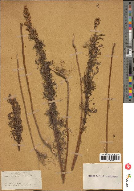 spécimen de Artemisia chamaemelifolia