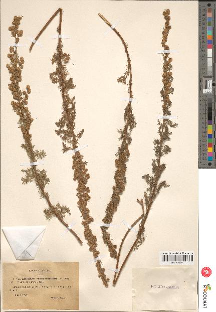 spécimen de Artemisia chamaemelifolia