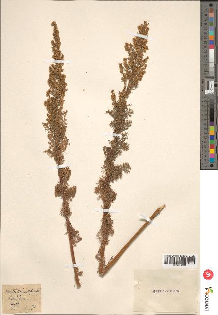 spécimen de Artemisia chamaemelifolia