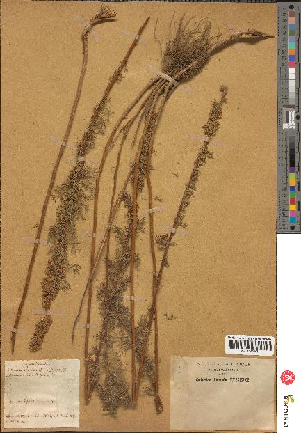 spécimen de Artemisia chamaemelifolia