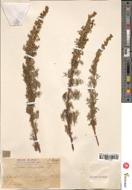 spécimen de Artemisia chamaemelifolia