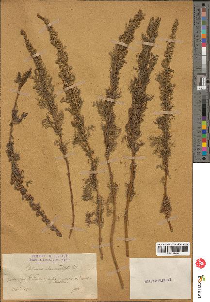 spécimen de Artemisia chamaemelifolia