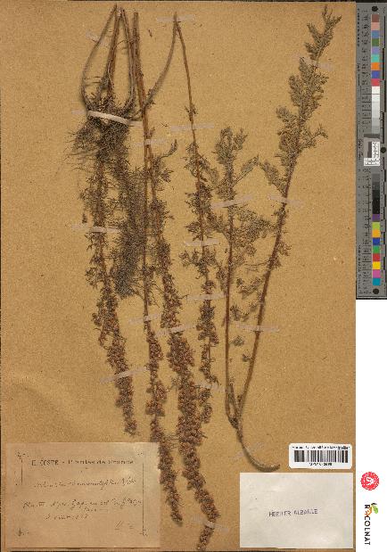 spécimen de Artemisia chamaemelifolia