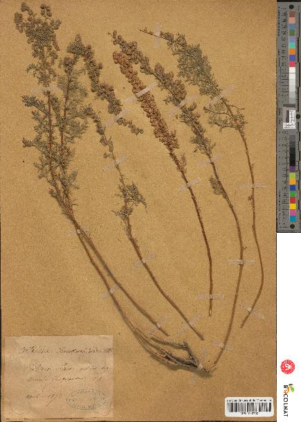 spécimen de Artemisia chamaemelifolia