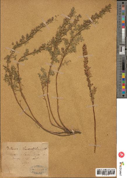 spécimen de Artemisia chamaemelifolia