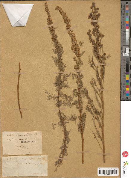 spécimen de Artemisia chamaemelifolia