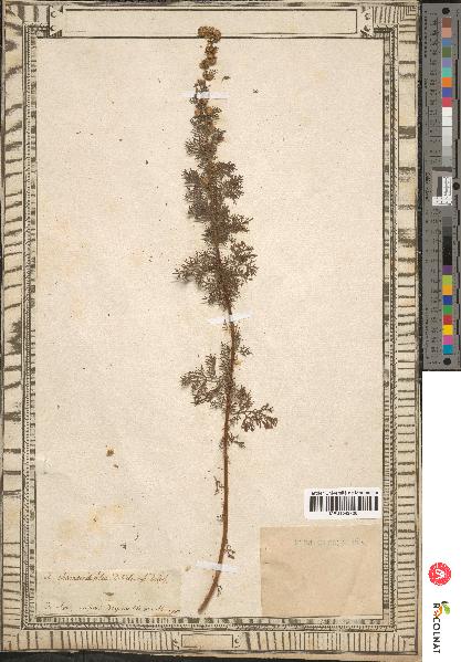 spécimen de Artemisia chamaemelifolia