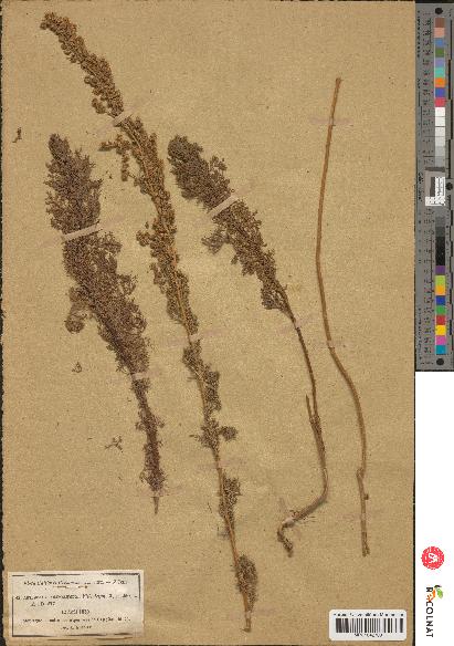 spécimen de Artemisia chamaemelifolia