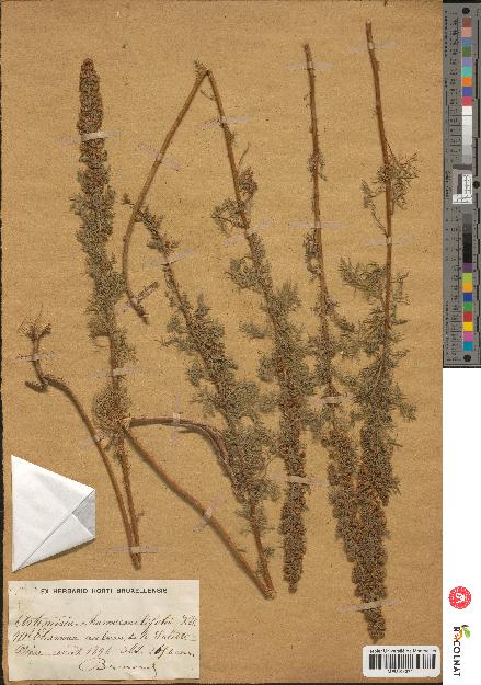 spécimen de Artemisia chamaemelifolia