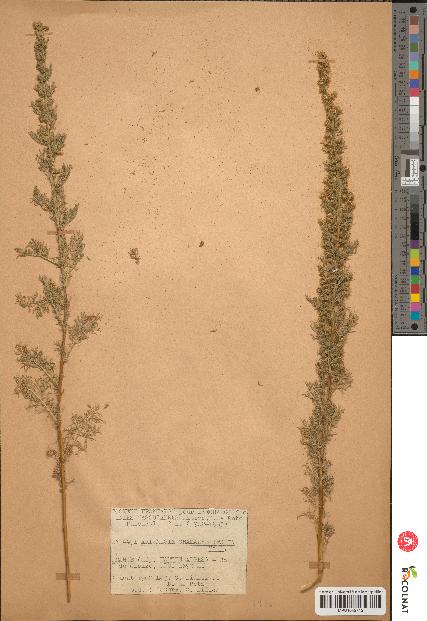 spécimen de Artemisia chamaemelifolia