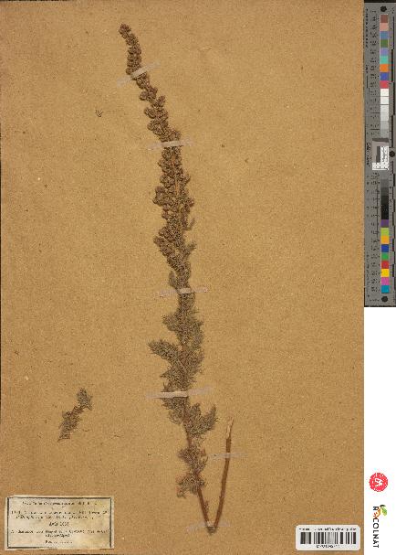 spécimen de Artemisia chamaemelifolia