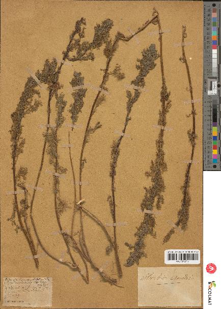 spécimen de Artemisia chamaemelifolia