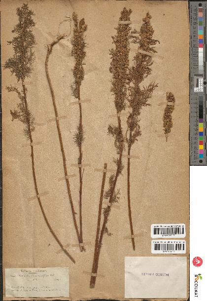 spécimen de Artemisia chamaemelifolia