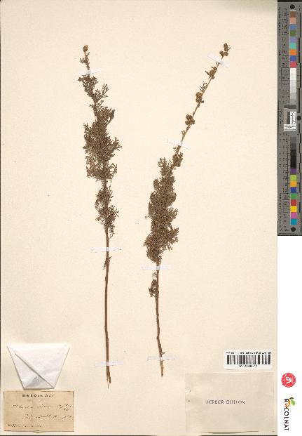 spécimen de Artemisia chamaemelifolia