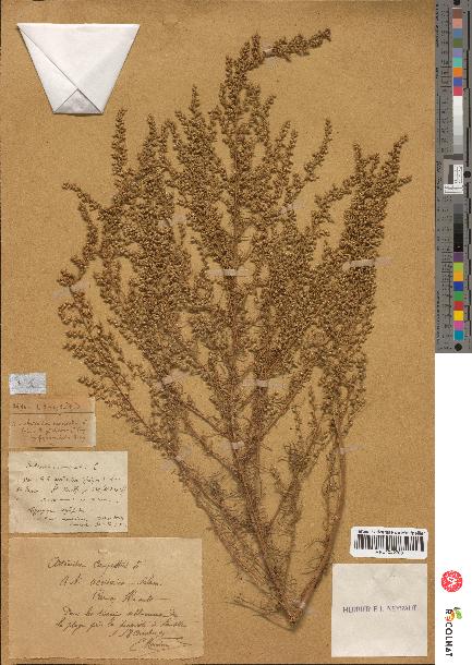 spécimen de Artemisia campestris