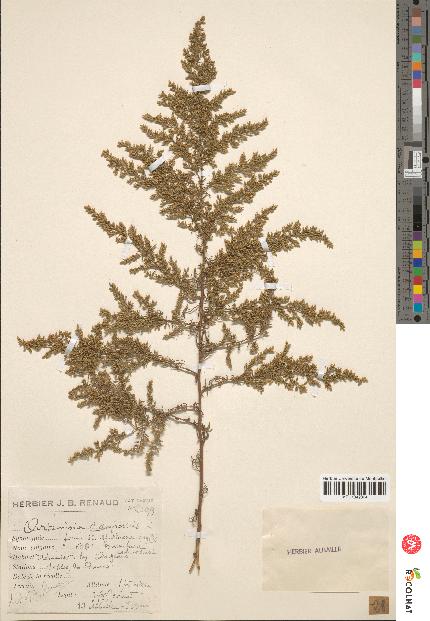 spécimen de Artemisia campestris