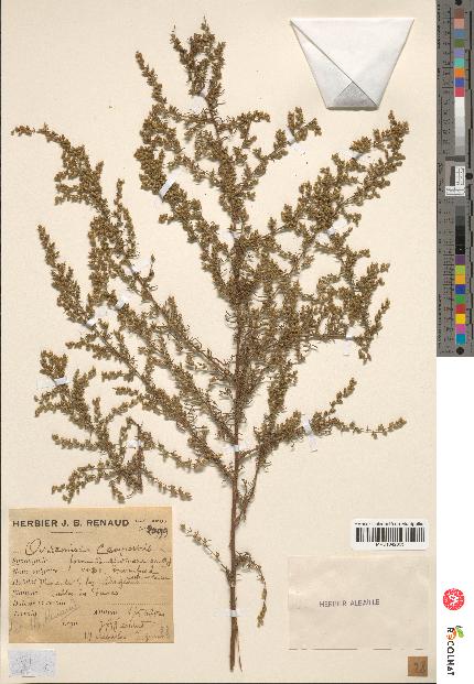 spécimen de Artemisia campestris