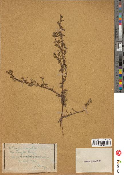 spécimen de Artemisia campestris
