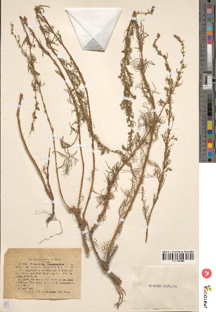 spécimen de Artemisia campestris