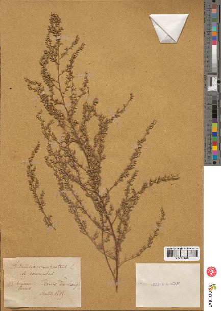 spécimen de Artemisia campestris