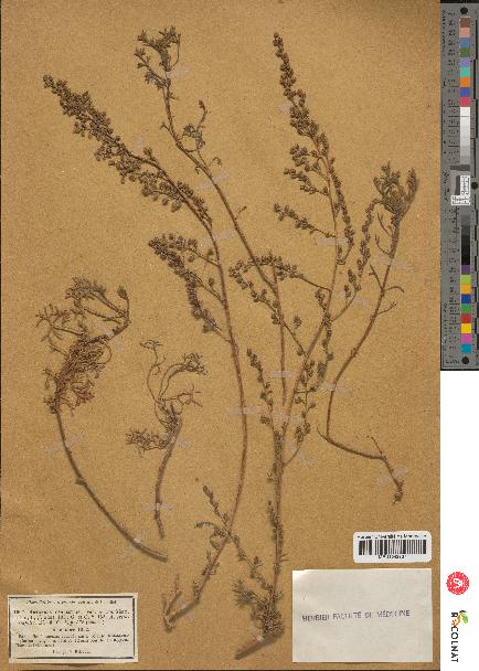 spécimen de Artemisia campestris