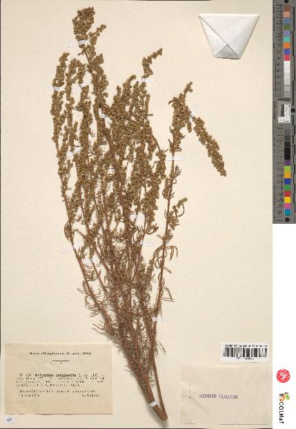 spécimen de Artemisia campestris