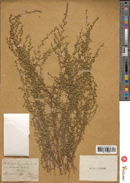 spécimen de Artemisia variabilis