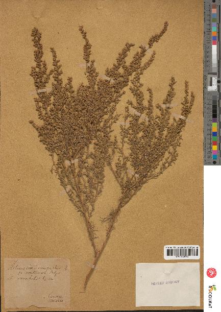 spécimen de Artemisia campestris