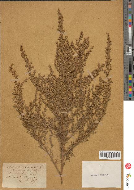 spécimen de Artemisia campestris