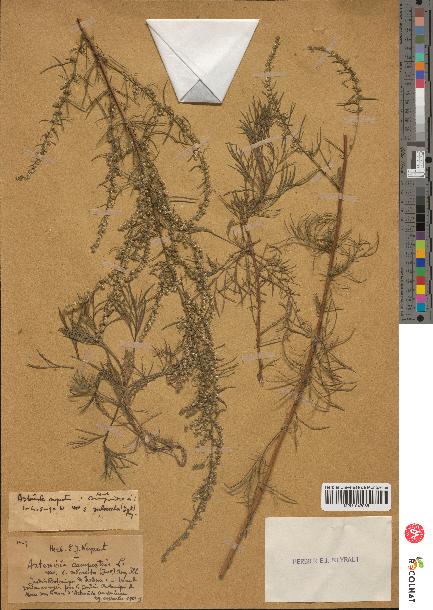 spécimen de Artemisia campestris