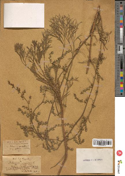 spécimen de Artemisia campestris