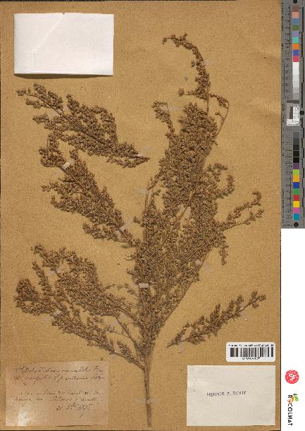 spécimen de Artemisia variabilis