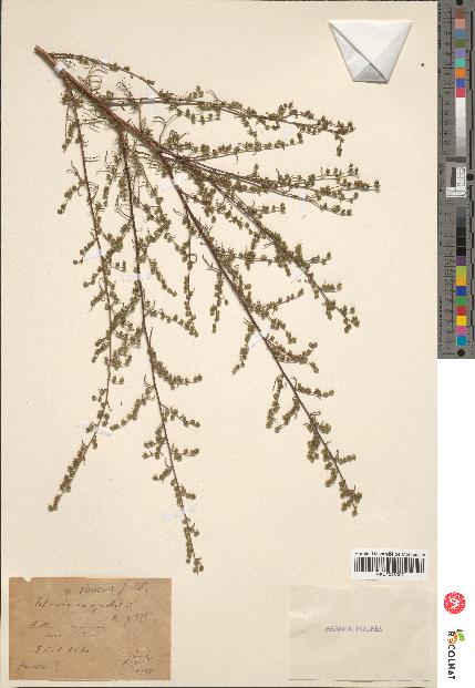 spécimen de Artemisia campestris