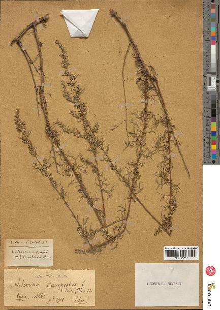 spécimen de Artemisia campestris