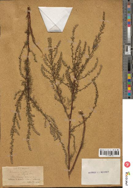 spécimen de Artemisia campestris