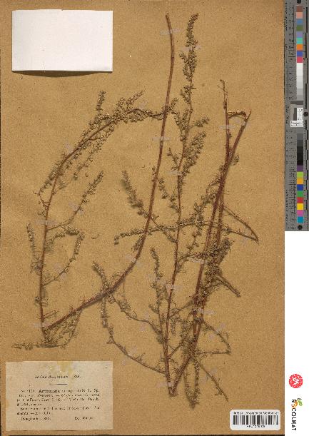 spécimen de Artemisia campestris