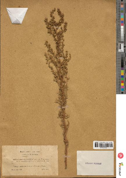 spécimen de Artemisia campestris