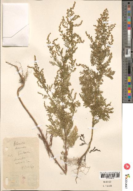 spécimen de Artemisia annua