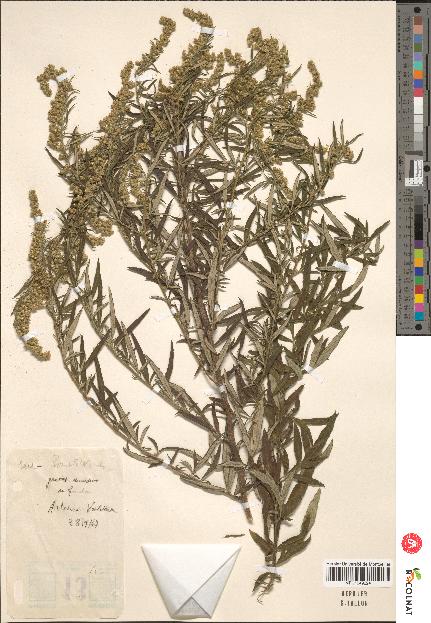 spécimen de Artemisia verlotiorum