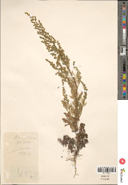 spécimen de Artemisia sp.