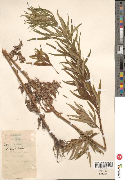 spécimen de Artemisia verlotiorum