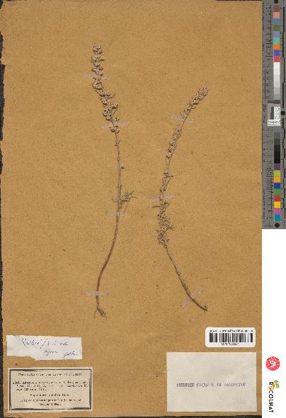 spécimen de Artemisia incanescens