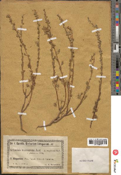 spécimen de Artemisia incanescens