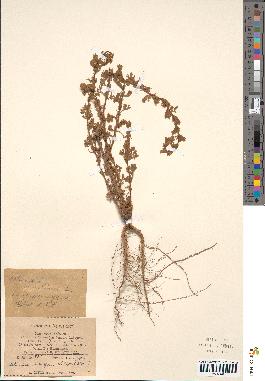 spécimen de Artemisia monogyna