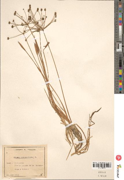 spécimen de Alisma ranunculoides