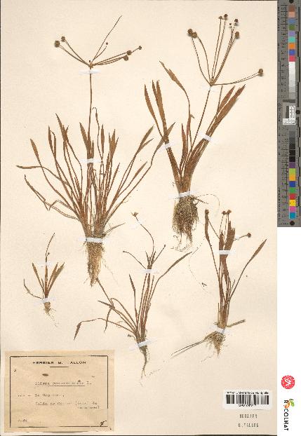 spécimen de Alisma ranunculoides