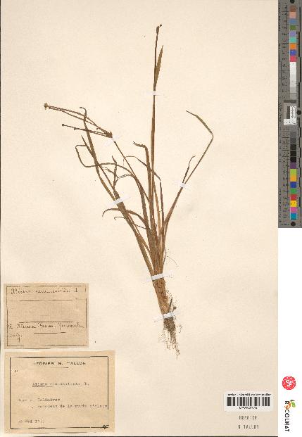 spécimen de Alisma ranunculoides