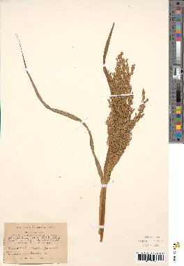 spécimen de Panicum miliaceum